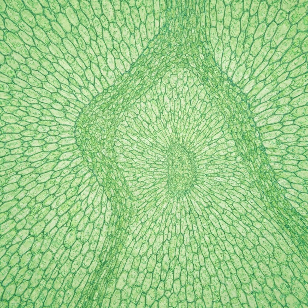 Mikronährstoff Strukturen